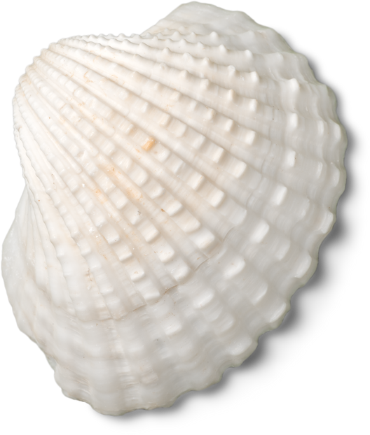 a sea shell