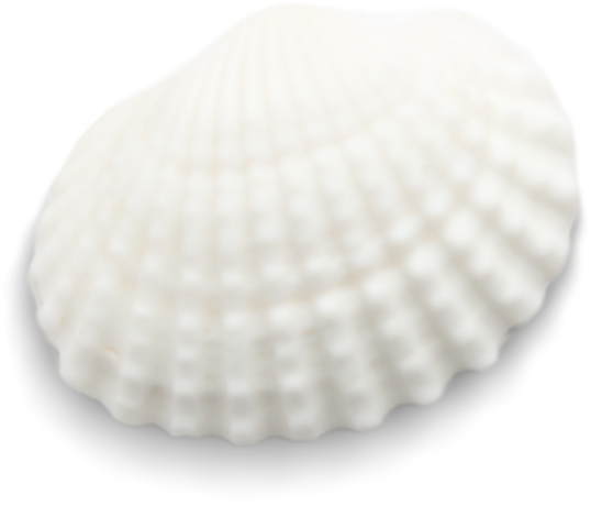 Seashell isolated