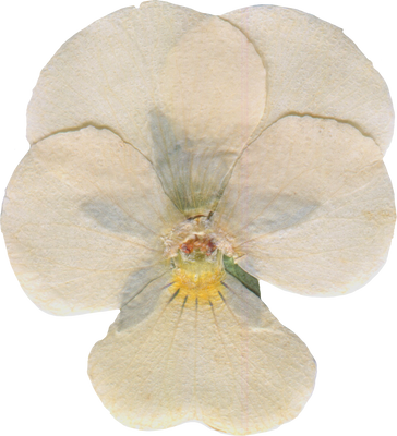 White Dried Pansy Flower