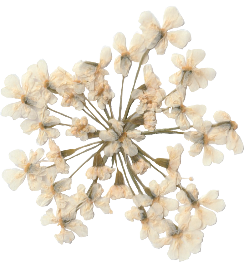 White Dried Pressed Flowers Isolated on Background